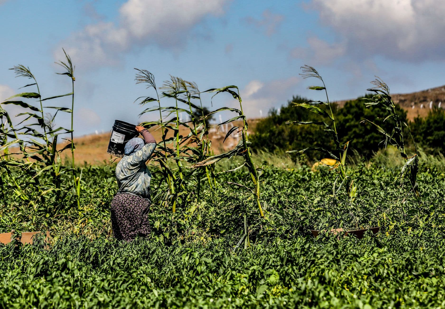 New Immigration Proposal Will Benefit Farmworkers and Dreamers